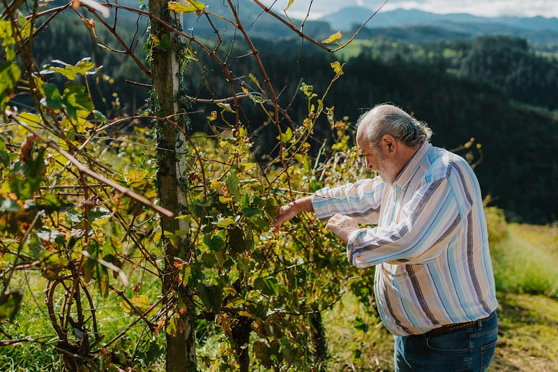 ¿Qué visitar en Vizcaya?Bodega Berroja: Txakoli entre Viñedos, Historia y Naturaleza en Urdaibai