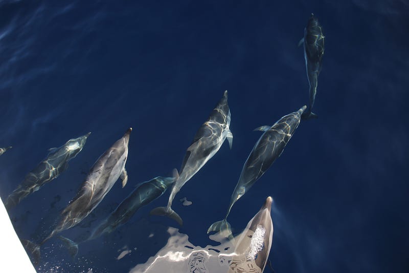 Actividades diferentes en Tarifa: Avistamiento de cetáceos con Turmares