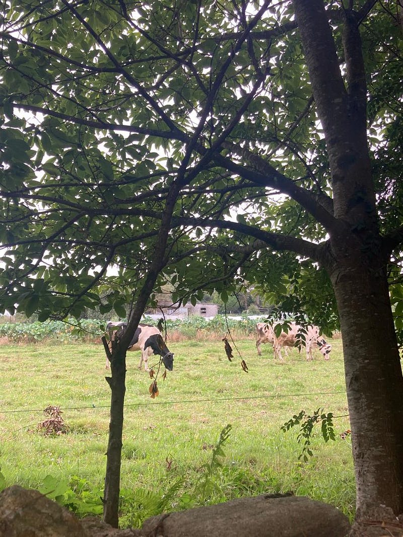 Regala actividades: 10 planes originales en la España rural 🎁